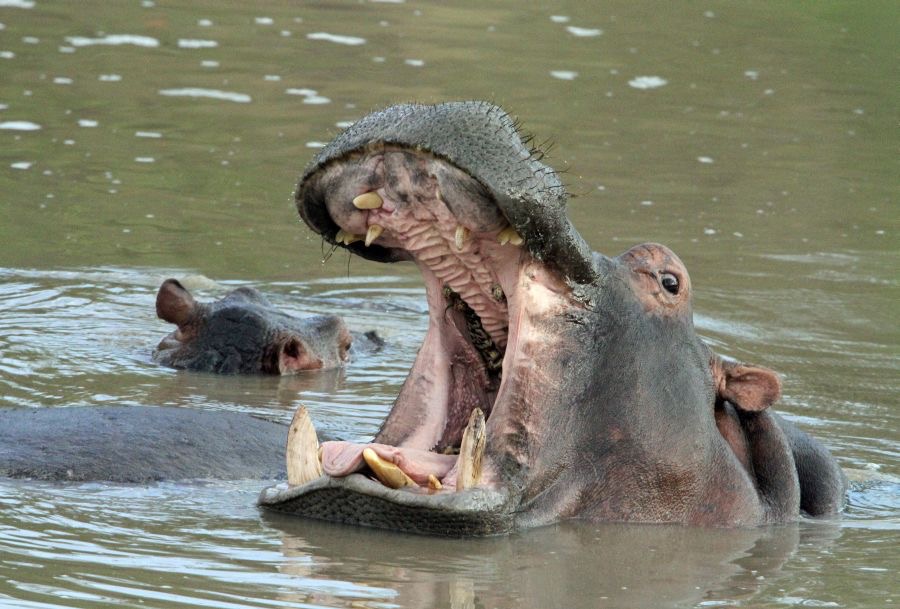 HIPPOPOTAMUS          mouth open showing incisor teeth.jpg