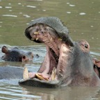 HIPPOPOTAMUS          mouth open showing incisor teeth.jpg