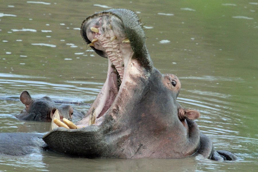 HIPPOPOTAMUS      mouth even wider open.jpg