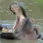 HIPPOPOTAMUS      mouth even wider open.jpg