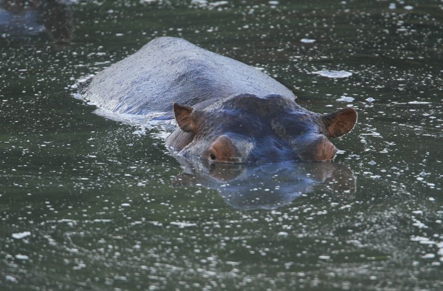 HIPPOPOTAMUS  submerging.jpg