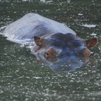 HIPPOPOTAMUS  submerging.jpg