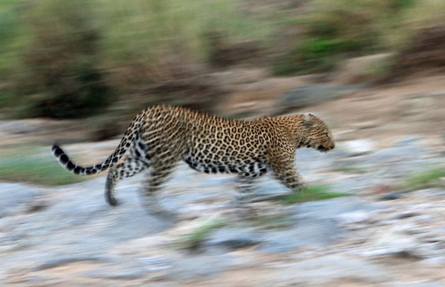 LEOPARD  running fast  across a river bed.jpg