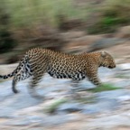 LEOPARD  running fast  across a river bed.jpg