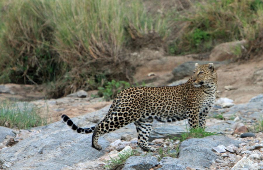 LEOPARD  standing on river bank.jpg