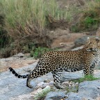 LEOPARD  standing on river bank.jpg