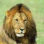 LION           male resting in Masai Mara.jpg