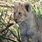 LION   CUB       very young.jpg