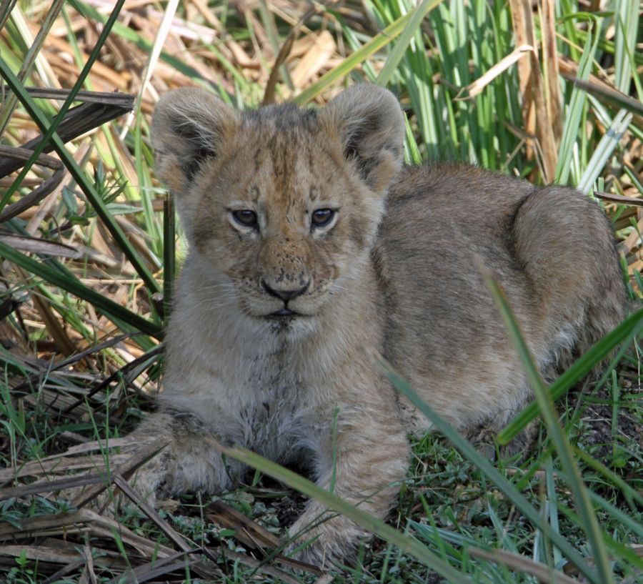 LION  CUB        very young.jpg