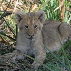 LION  CUB        very young.jpg