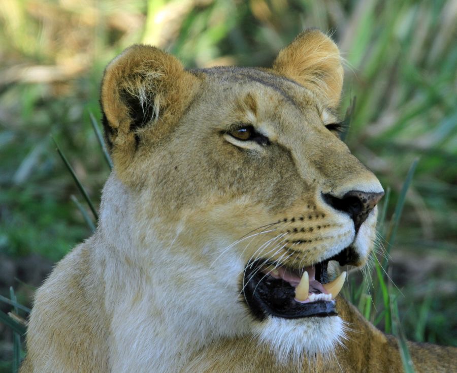 LION  female       in Masai Mara.jpg