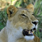 LION  female       in Masai Mara.jpg