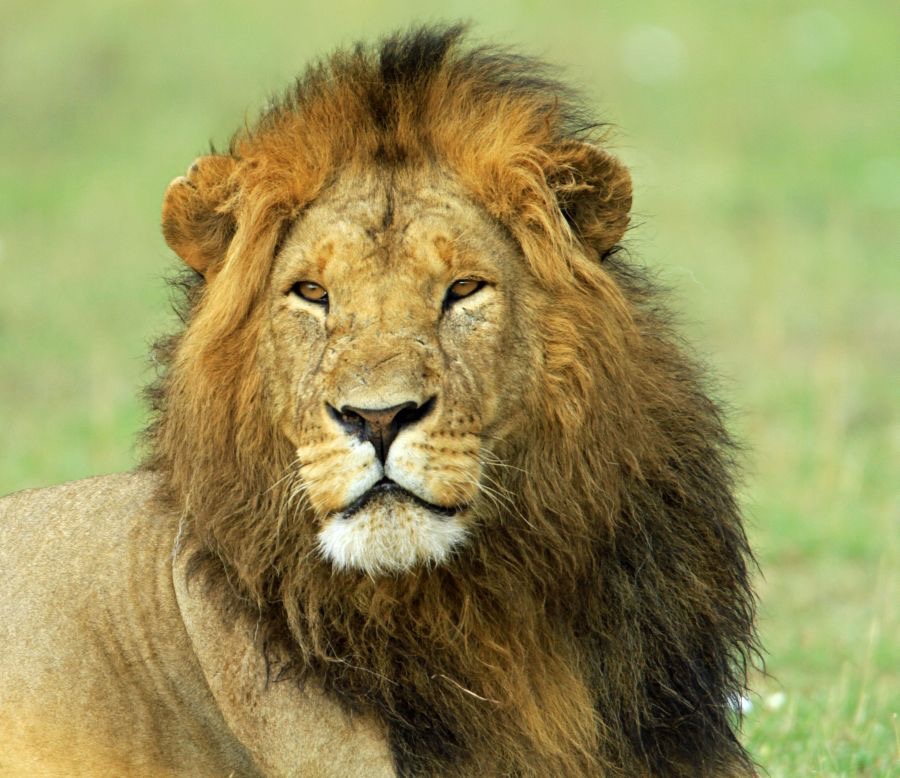 LION  male          in  Masai Mara.jpg