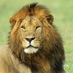 LION  male          in  Masai Mara.jpg