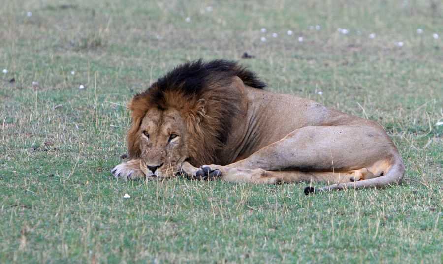 LION male in Masai Mara.jpg