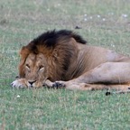 LION male in Masai Mara.jpg