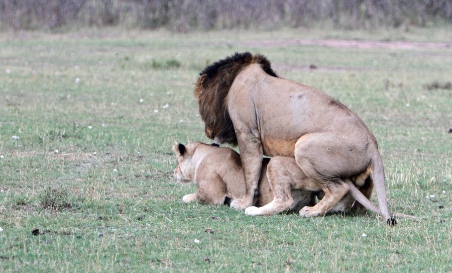 LIONS            mating  in Masai Mara.jpg