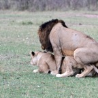 LIONS            mating  in Masai Mara.jpg