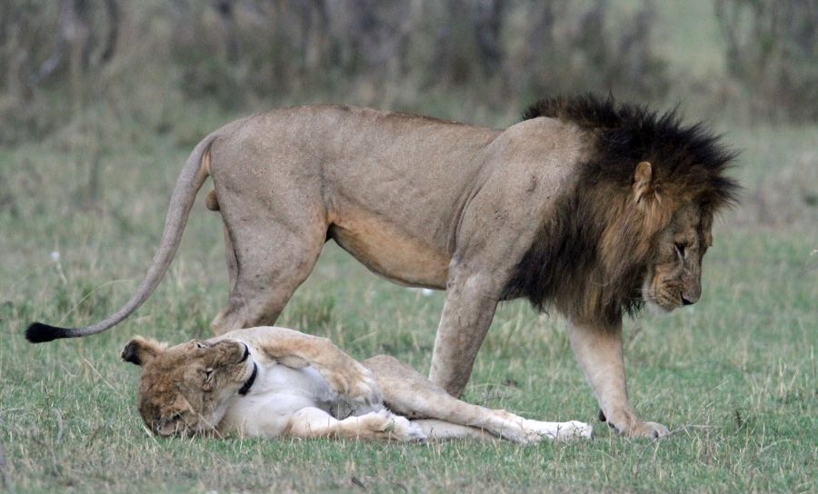 LIONS      exhausted.jpg