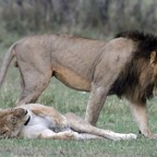 LIONS      exhausted.jpg