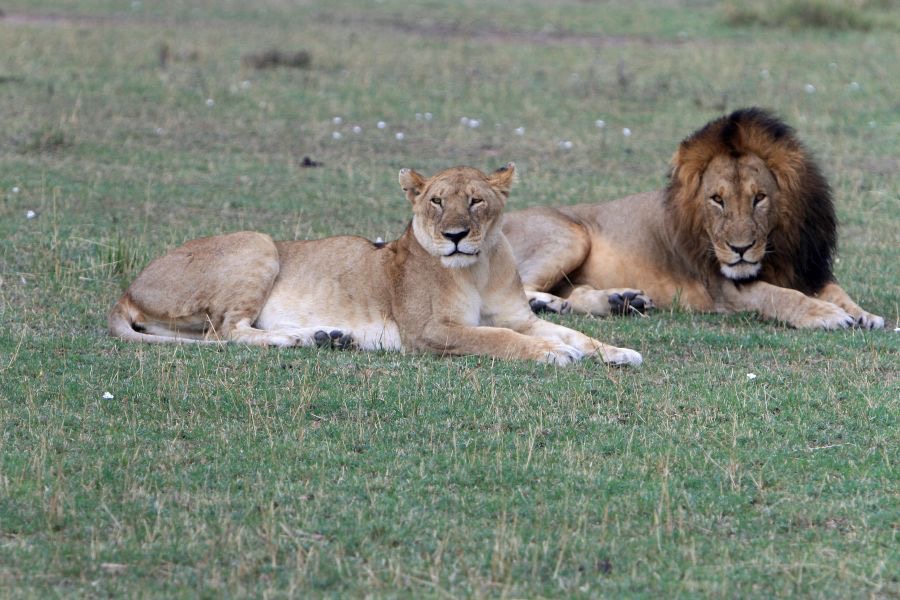 LIONS  in Masai Mara.jpg