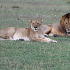 LIONS  in Masai Mara.jpg