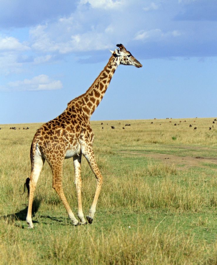 MASAI      GIRAFFE.jpg