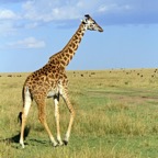 MASAI      GIRAFFE.jpg