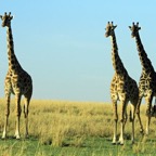 MASAI    GIRAFFES            two is company.jpg