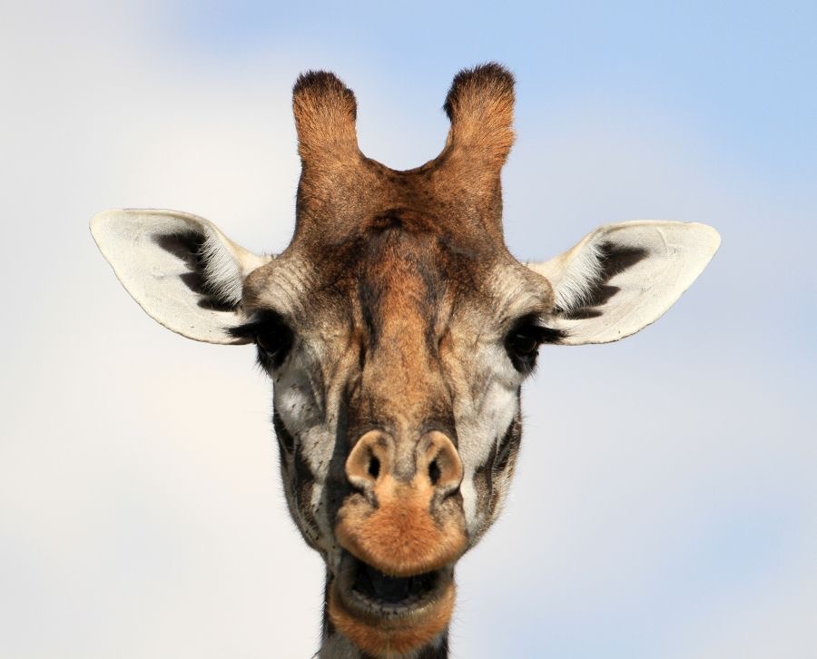 MASAI   GIRAFFE in Masai Mara.jpg