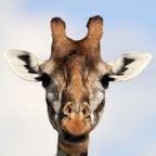 MASAI   GIRAFFE in Masai Mara.jpg