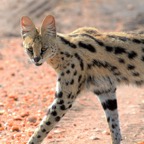 SERVAL    CAT  in Masai Mara.jpg