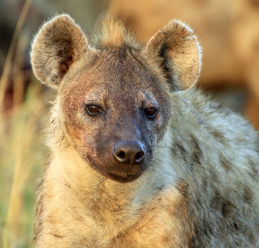 SPOTTED  HYAENA     headshot.jpg