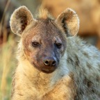 SPOTTED  HYAENA     headshot.jpg