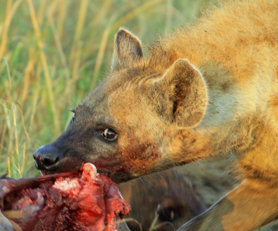 SPOTTED  HYAENA   eating carcass.jpg