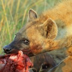 SPOTTED  HYAENA   eating carcass.jpg
