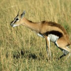 THOMSONS  GAZELLE              in Masai Mara.jpg
