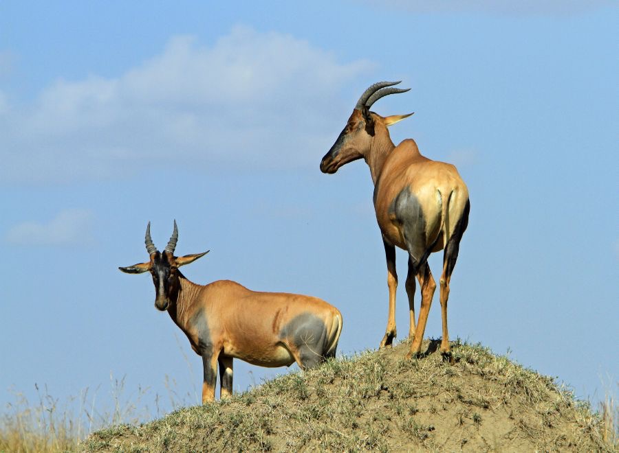 TOPI                    on termite mound.jpg