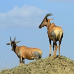 TOPI                    on termite mound.jpg