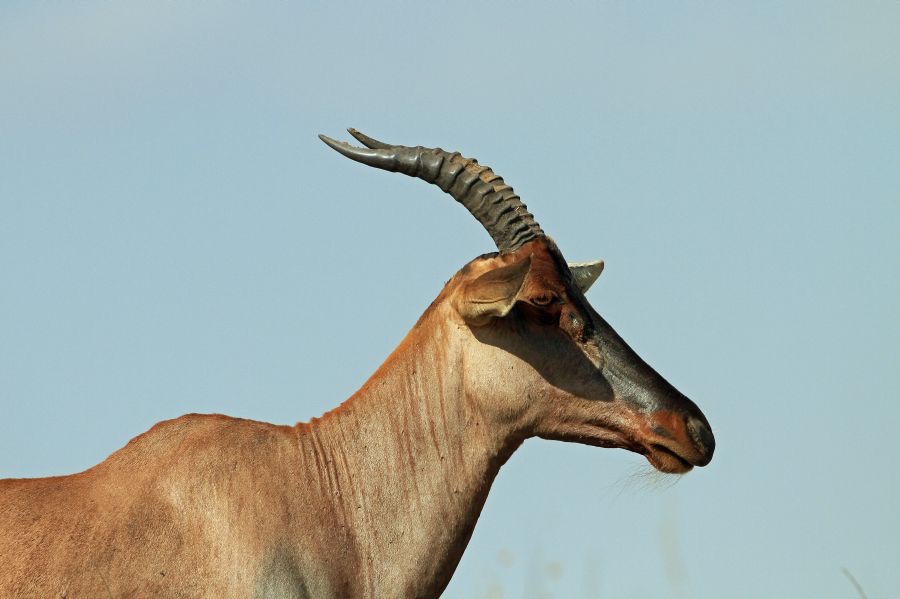 TOPI    in       Masai Mara.jpg