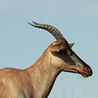 TOPI    in       Masai Mara.jpg