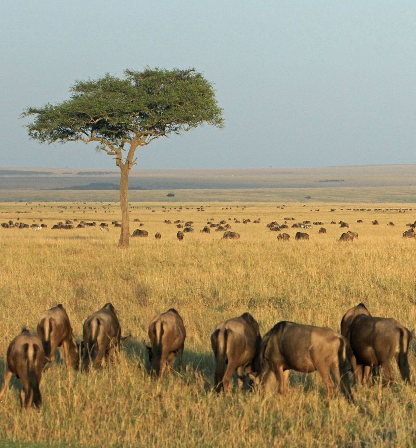 WILDEBEESTS        in the Masai Mara.jpg
