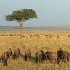 WILDEBEESTS        in the Masai Mara.jpg