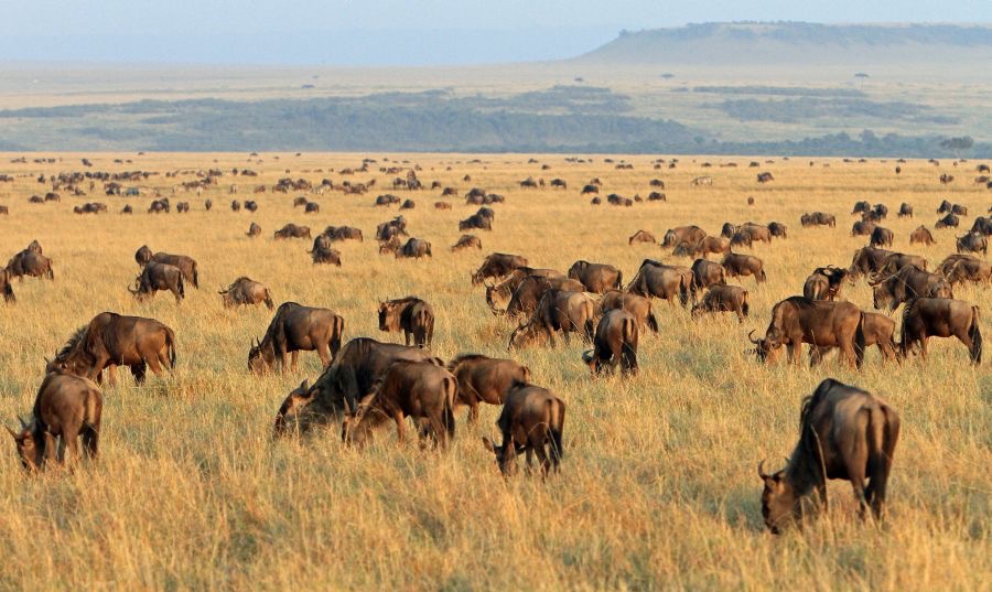 WILDEBEESTS  grazing in Masai Mara.jpg
