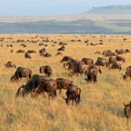 WILDEBEESTS  grazing in Masai Mara.jpg