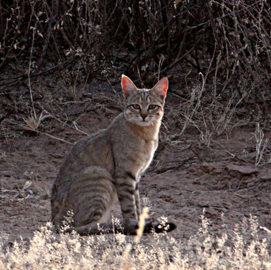 AFRICAN   WILD CAT.jpg