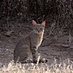 AFRICAN   WILD CAT.jpg
