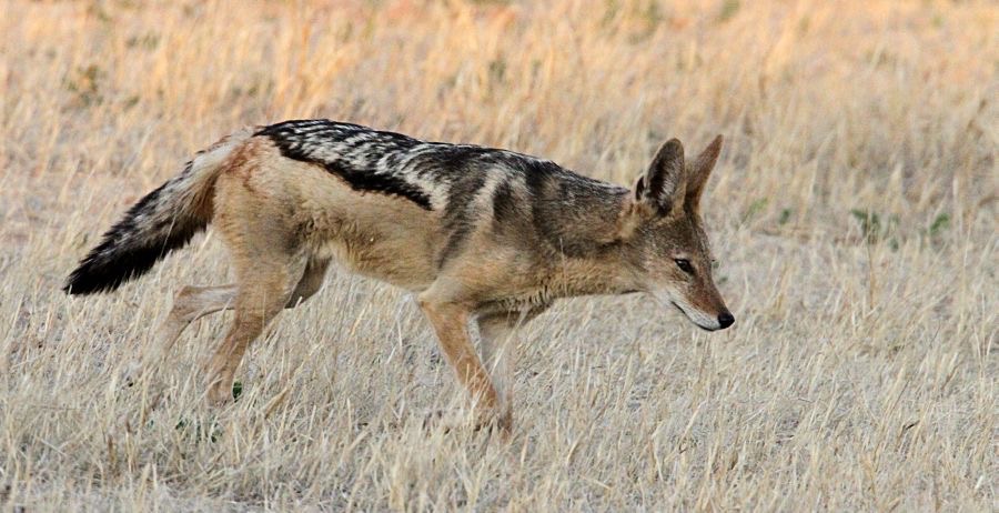 BLACK BACKED  JACKAL     hunting.jpg