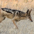 BLACK BACKED  JACKAL     hunting.jpg