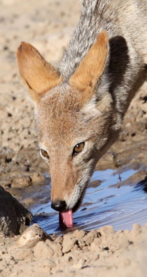 BLACK BACKED  JACKAL    drinking.jpg